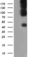 B7-1 Antibody