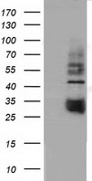 B7-1 Antibody