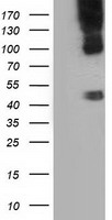 B7-1 Antibody