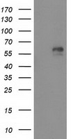 Adenylate kinase 5 Antibody