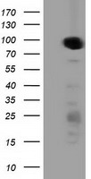Protein Kinase D2 Antibody