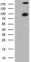 Protein Kinase D2 Antibody
