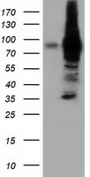 Breast cancer suppressor candidate 1 Antibody