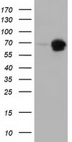 AK5 Antibody
