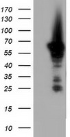 Adenylate kinase 5 Antibody