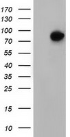 Breast cancer suppressor candidate 1 Antibody