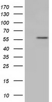 KLHL2 Antibody