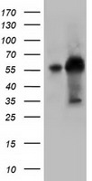 KLHL2 Antibody
