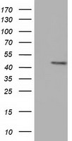 CBWD1 Antibody