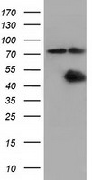 CBWD1 Antibody