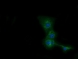 CBWD1 Antibody