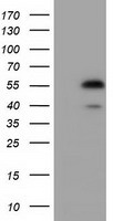 EPHX2 Antibody