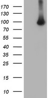 VWA5A Antibody