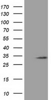 C16orf72 Antibody