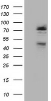 NEK11 Antibody