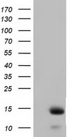 FSHB Antibody
