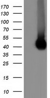 CD80 Antibody