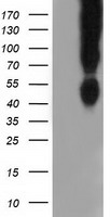 CD80 Antibody