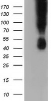 CD80 Antibody
