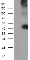 CD80 Antibody