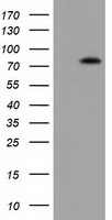 Breast cancer suppressor candidate 1 Antibody