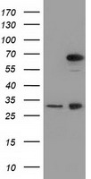 MPP3 Antibody