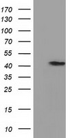 PRPSAP2 Antibody