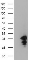 LIN7 Antibody