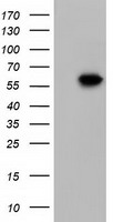 KLHL2 Antibody