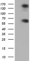 BTN1A1 Antibody