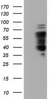 NUMB Antibody