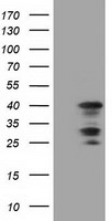C16orf72 Antibody