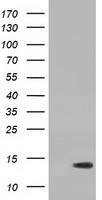 RIPPLY2 Antibody