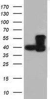 Cytoplasmic dynein 1 light intermediate chain 1 Antibody