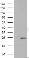 MOB3B Antibody