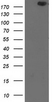 SHPRH Antibody