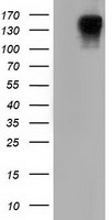 L1CAM Antibody