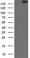 SHPRH Antibody
