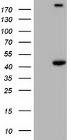 PAICS Antibody