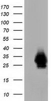 mu Crystallin Antibody
