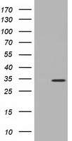 MIOX Antibody