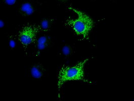 COX6A1 Antibody