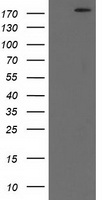 SHPRH Antibody