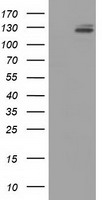 L1CAM Antibody