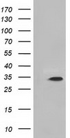 MIOX Antibody