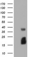 Ephrin A2 Antibody