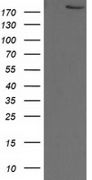 SHPRH Antibody