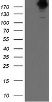 SHPRH Antibody
