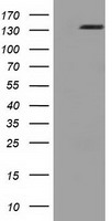 L1CAM Antibody