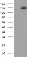 L1CAM Antibody